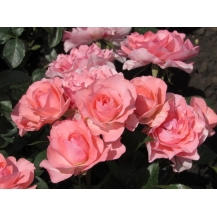 Jardins de France (Жарден де Франс)